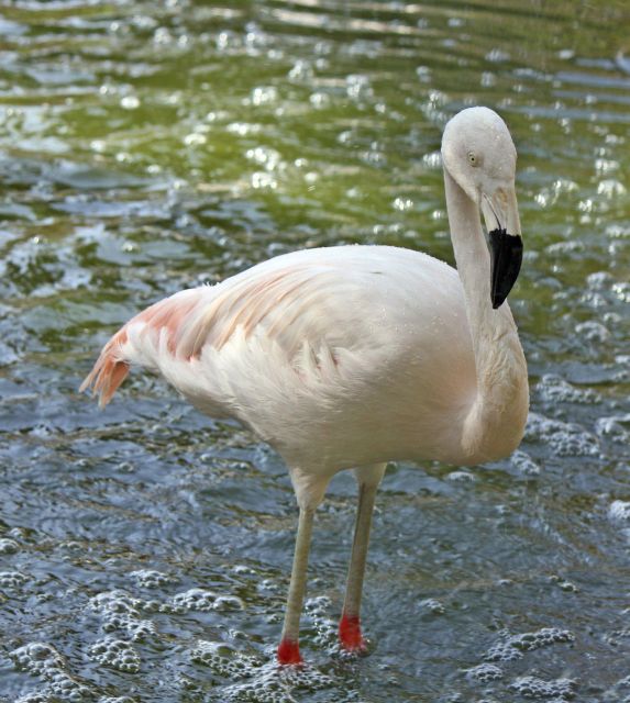 From Agadir: Sous Massa National Park Desert Safari W/Lunch - Wildlife and Nature Exploration