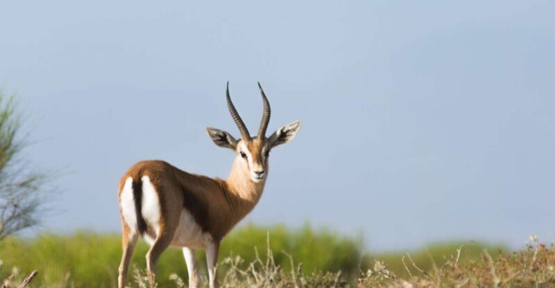 From Agadir: Sous Massa National Park Desert Safari W/Lunch - Frequently Asked Questions