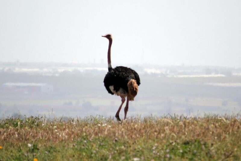From Agadir: Sous Massa National Park Desert Safari W/Lunch - Key Points