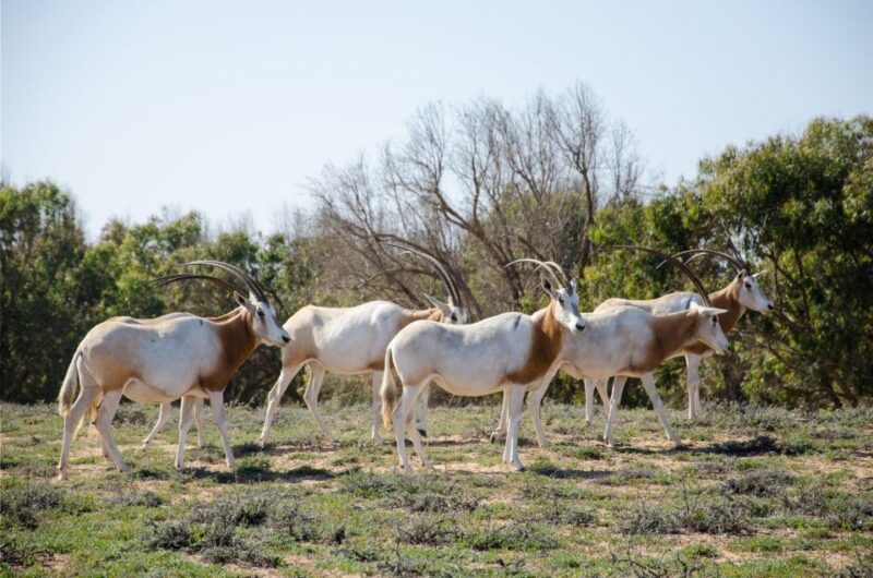 From Agadir: Sous Massa National Park Desert Safari W/Lunch - Included Services and Tour Guide