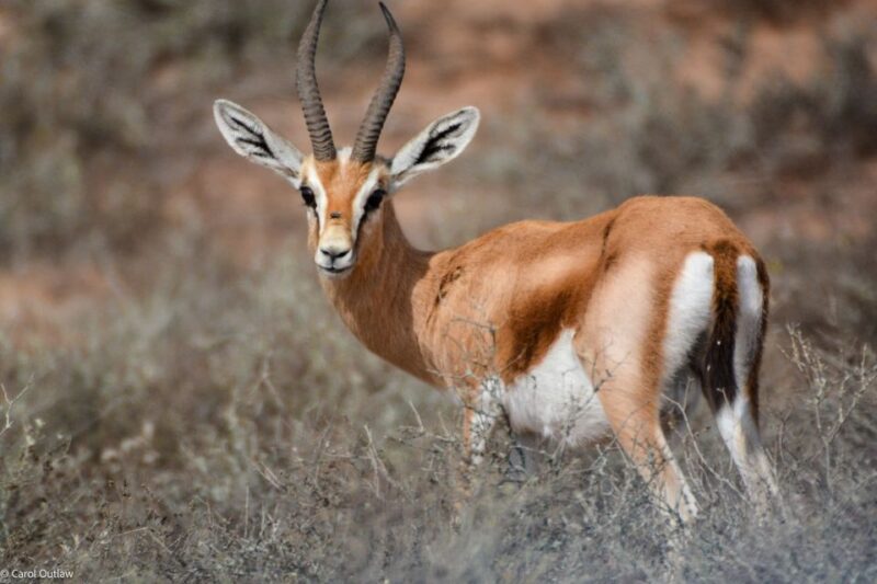 From Agadir: Sous Massa National Park Desert Safari W/Lunch - Discovering Berber Villages and Fishing Town