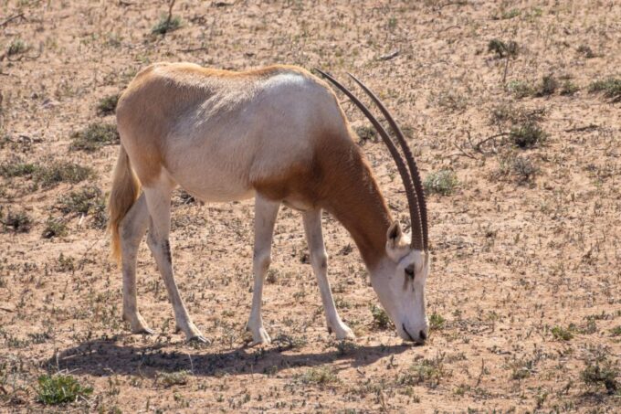 From Agadir: Sous Massa National Park Desert Safari W/Lunch - Panoramic Views of Anti Atlas Mountains