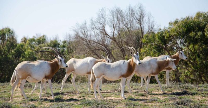 From Agadir: Sous Massa National Park Desert Safari W/Lunch - Encounter Local Wildlife and Nature