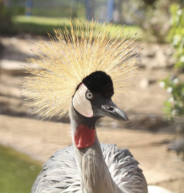 From Agadir: Sous Massa National Park Desert Safari W/Lunch - Languages Offered