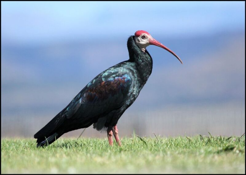 From Agadir: Souss Massa National Park Tour - Destination Details