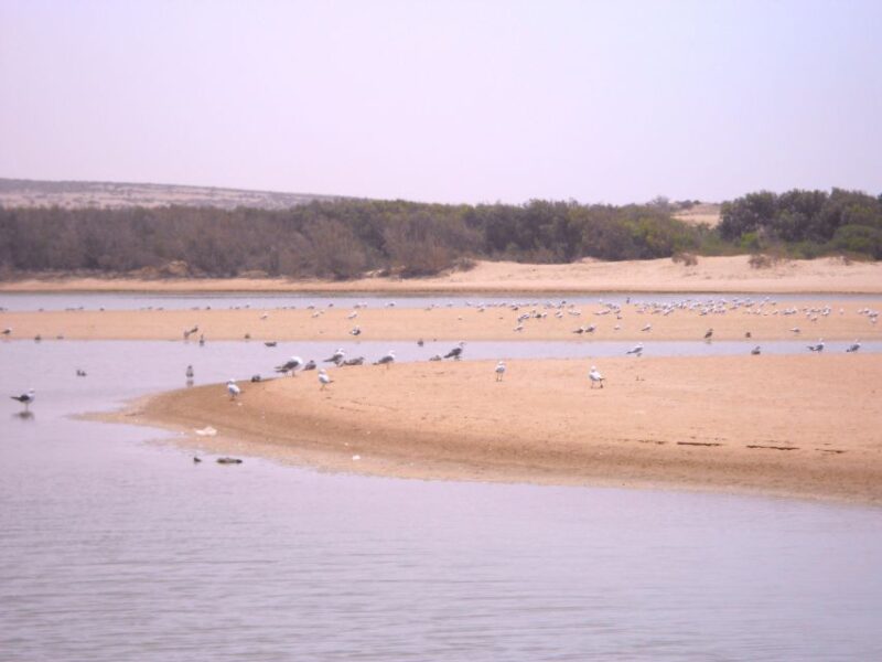From Agadir: Souss Massa National Park Tour - Itinerary Highlights