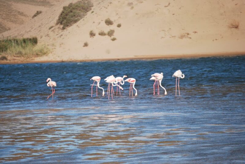 From Agadir: Souss Massa National Park Tour - Customer Experiences