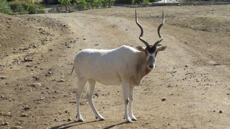 From Agadir: Souss Massa National Park Tour - Cancellation Policy