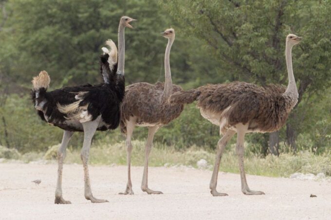 From Agadir: Souss Massa National Park Tour - Languages Offered