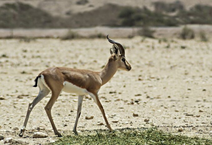 From Agadir: Souss Massa National Park Tour - Transportation Amenities