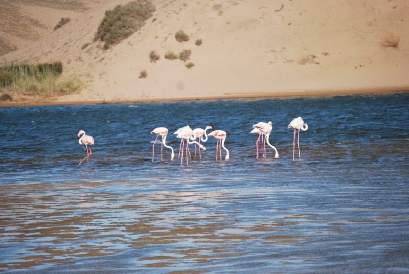 From Agadir: Souss-Massa Park Bird Watching Private Tour - Itinerary Breakdown