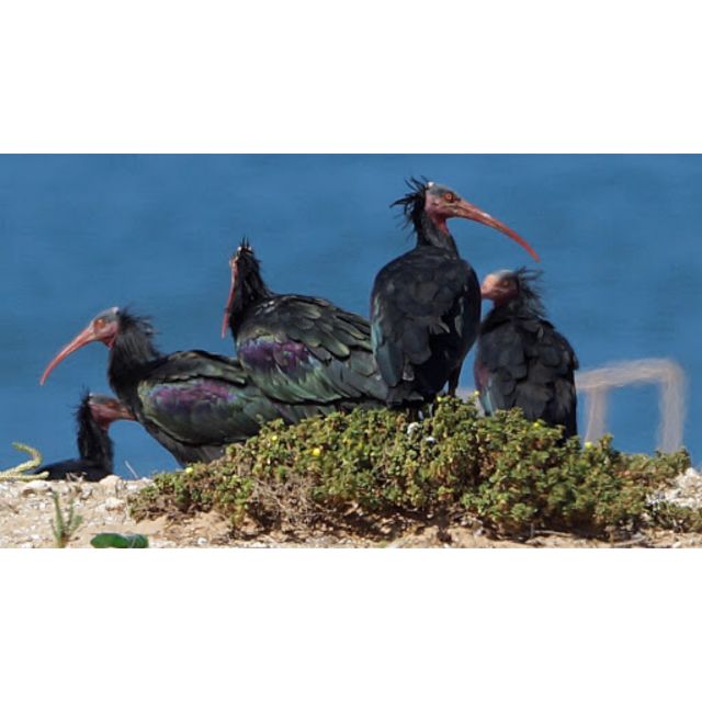 From Agadir: Souss-Massa Park Bird Watching Private Tour - Booking Information