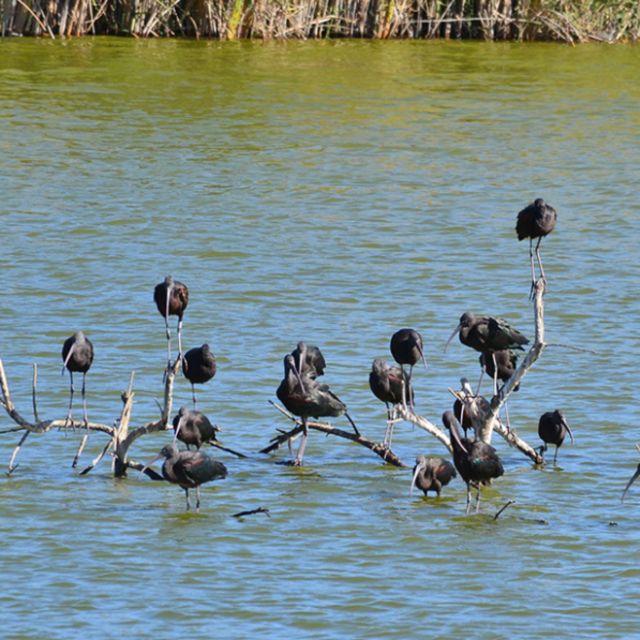 From Agadir: Souss-Massa Park Bird Watching Private Tour - Frequently Asked Questions