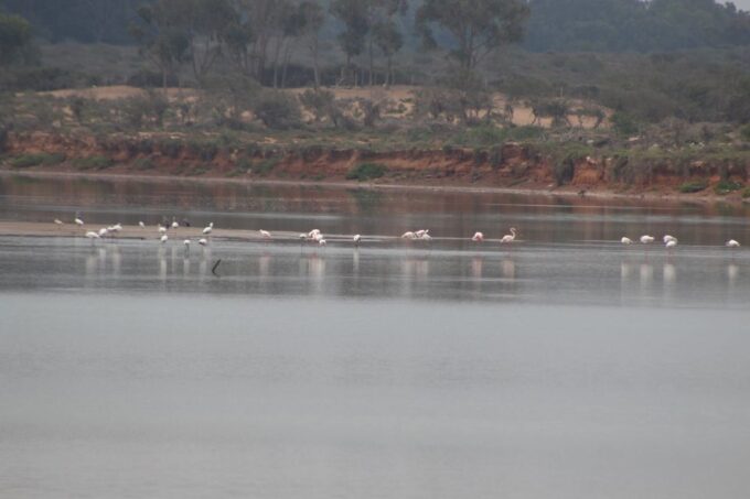 From Agadir/Taghazout: Camel Ride With Tea and Flamingos - Frequently Asked Questions