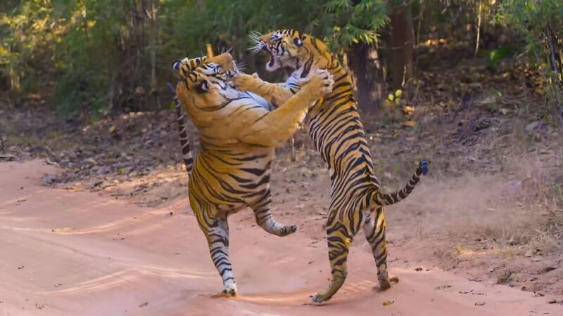 From Agra: 2 Days 1 Night Ranthambore Tiger Safari Tour - Key Points