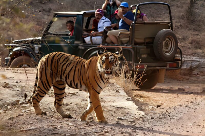From Agra: 2 Days 1 Night Ranthambore Tiger Safari Tour - Inclusions and Accommodations