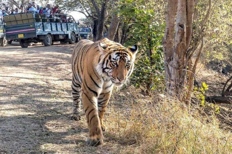 From Agra: Ranthambore, Jaipur & Delhi Multi - Day Tour - Key Points