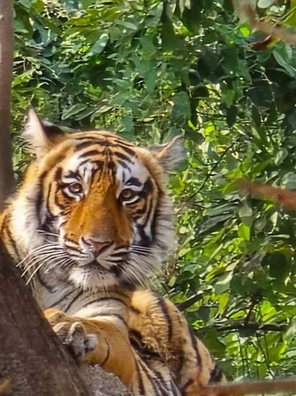 From Agra: Ranthambore, Jaipur & Delhi Multi - Day Tour - A Closer Look at the Tour Experience