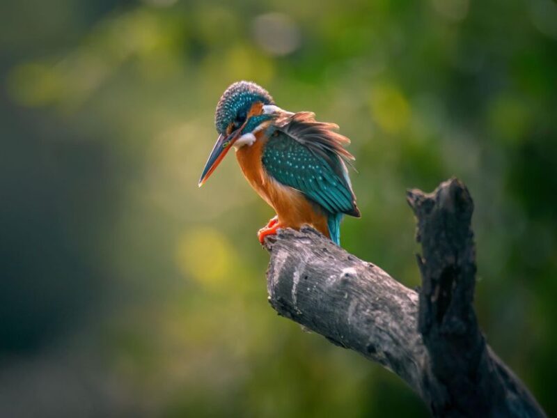 From Agra: Taj Mahal, Fatehpur Sikri & Bird Safari Tour - Itinerary