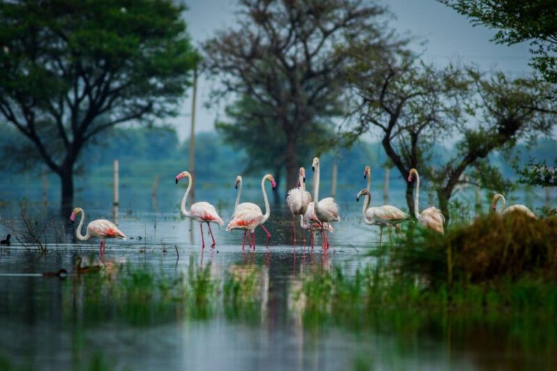 From Agra: Taj Mahal, Fatehpur Sikri & Bird Safari Tour - Important Information