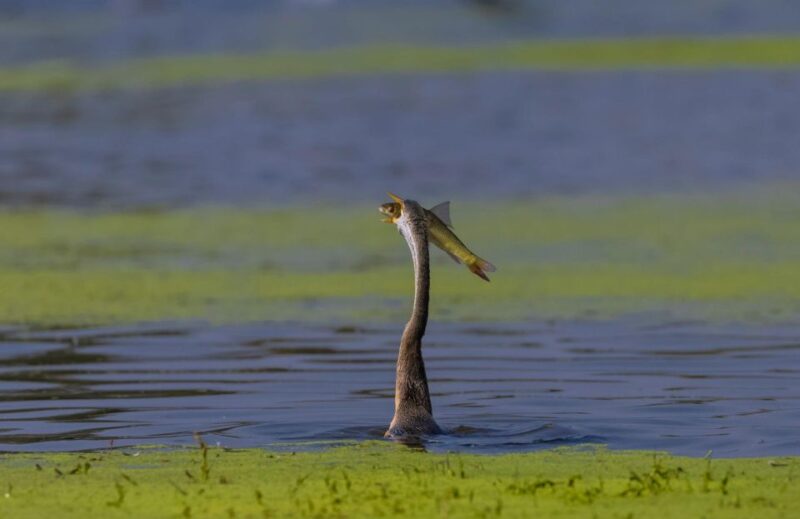 From Agra: Taj Mahal, Fatehpur Sikri & Bird Safari Tour - Pickup Location