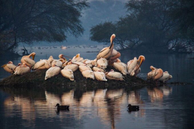 From Agra: Taj Mahal, Fatehpur Sikri & Bird Safari Tour - Taj Mahal Tour