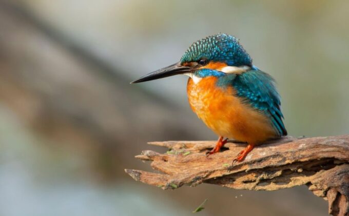 From Agra: Taj Mahal, Fatehpur Sikri & Bird Safari Tour - Frequently Asked Questions