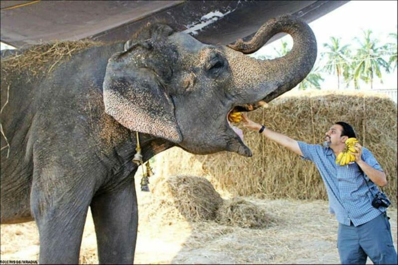 From Agra: Taj Mahal Sunrise & Elephant SoS Center Day Trip - A Detailed Look at the Experience