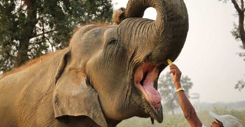 From Agra: Taj Mahal Tour W/ Elephant Conservation - Transportation and Accessibility