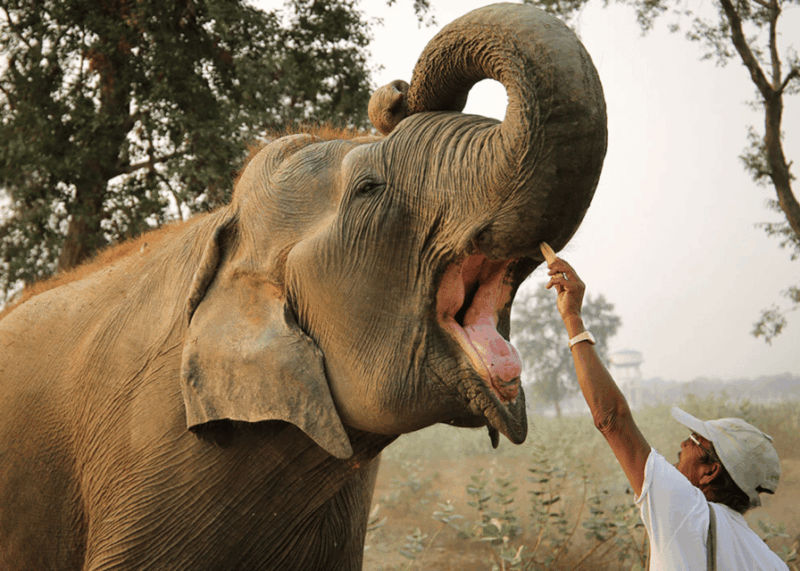 From Agra: Taj Mahal Tour W/ Elephant Conservation - Inclusions and Exclusions