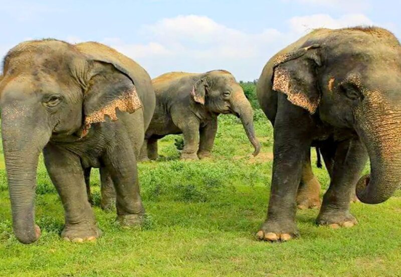 From Agra: Taj Mahal Trip With Elephant Conservation by Car - Inclusions and Exclusions