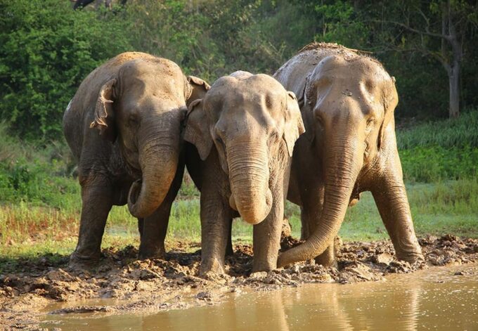 From Agra: Taj Mahal Trip With Elephant Conservation by Car - Recap
