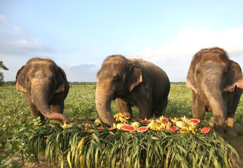 From Agra: Taj Mahal Trip With Elephant Conservation by Car - Inclusions