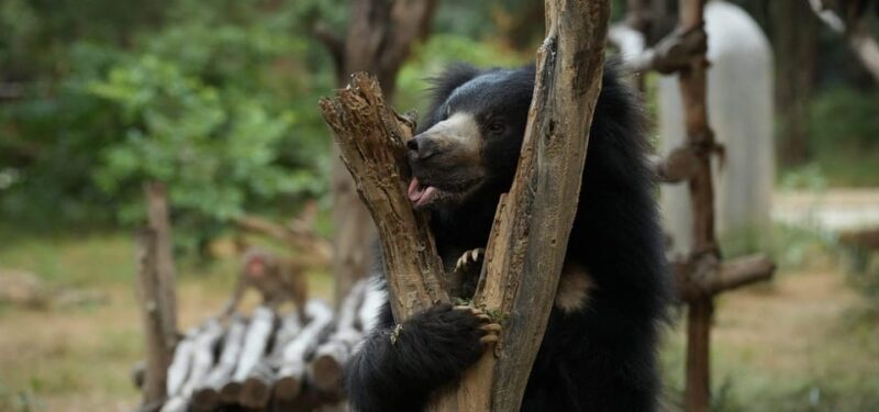 From Agra: Visit to Wildlife SOS Elephant Conservation Trip - Key Points