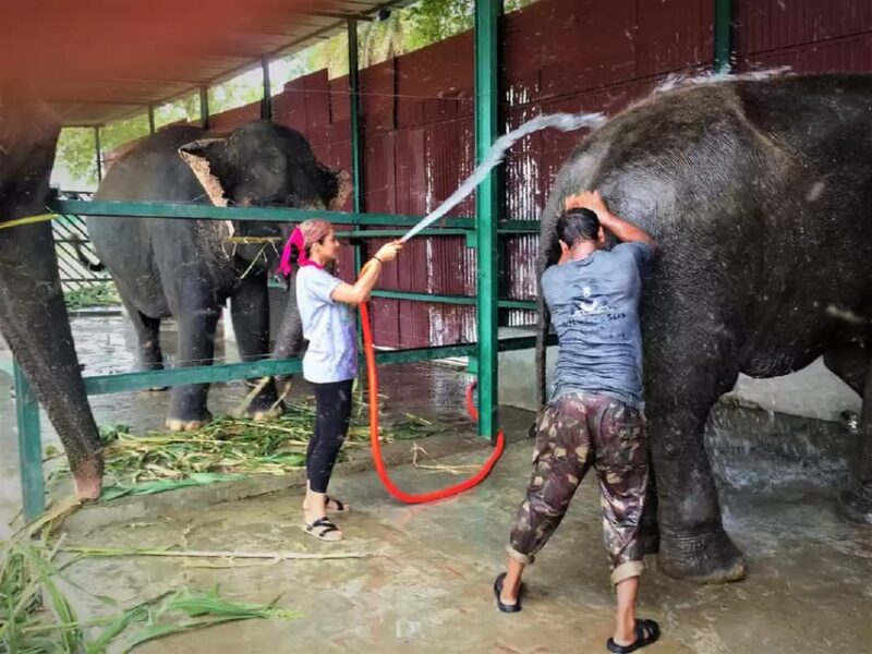 From Agra: Visit to Wildlife SOS Elephant Conservation Trip - Experience Highlights