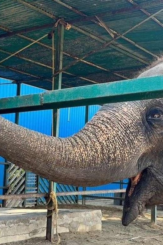 From Agra: Visit to Wildlife SOS Elephant Conservation Trip - Elephant Conservation Efforts