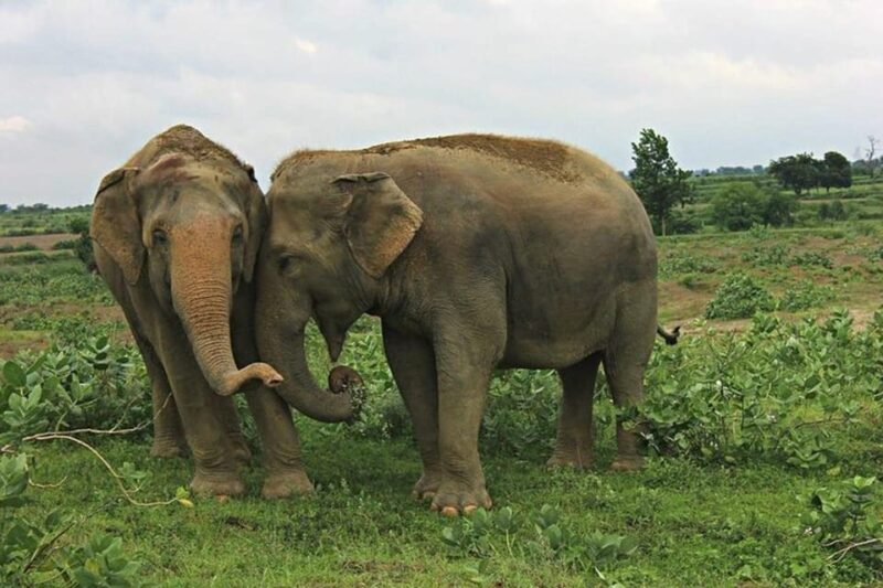 From Agra: Visit to Wildlife SOS Elephant Conservation Trip - Itinerary Highlights