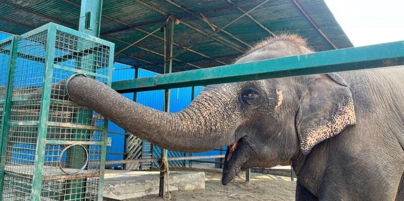 From Agra: Visit to Wildlife SOS Elephant Conservation Trip - Elephant Conservation Efforts