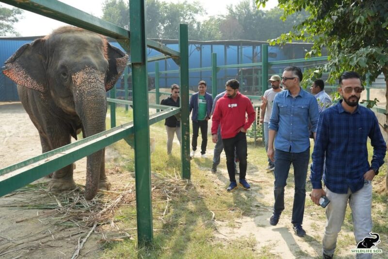 From Agra: Visit to Wildlife SOS Elephant Conservation Trip - Participant Experience