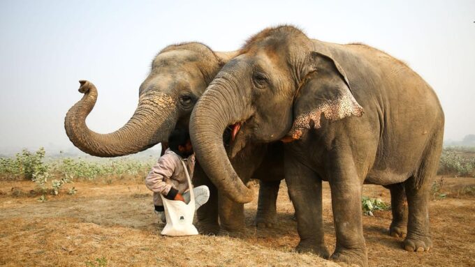 From Agra: Visit to Wildlife SOS Elephant Conservation Trip - Frequently Asked Questions