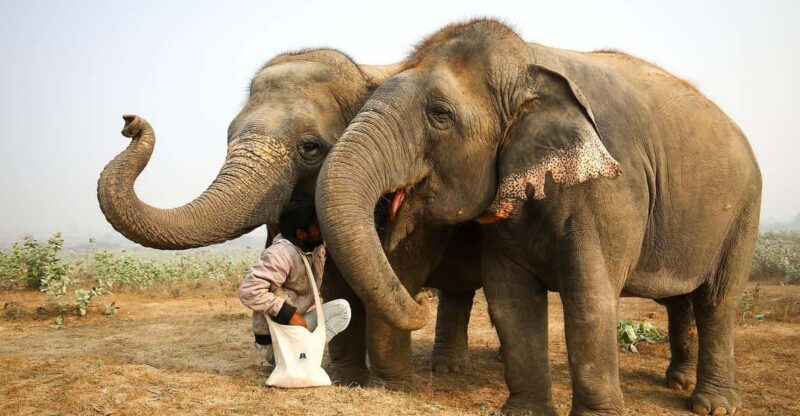 From Agra: Visit to Wildlife SOS Elephant Conservation Trip - Group Experience