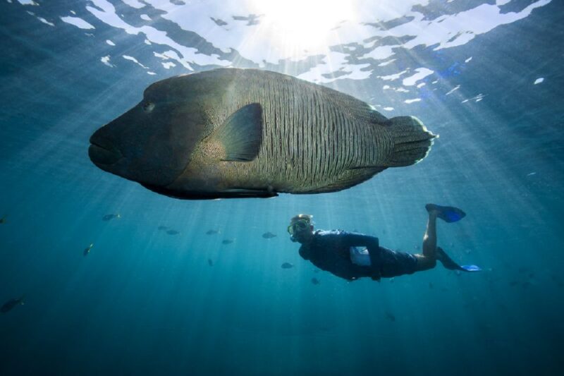 From Airlie Beach: Cruise and ReefWorld Pontoon Experience - Pontoon Activities Offered