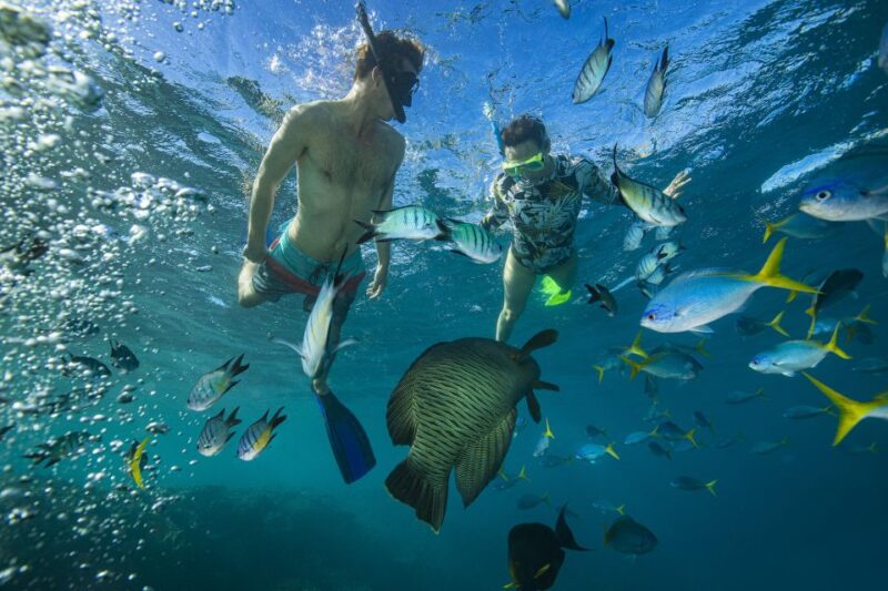 From Airlie Beach: Langford Island Sailing Trip W/ Snorkel - Itinerary