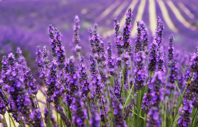 From Aix: Day Trip to Valensole Lavender Fields in Provence - Tour Highlights