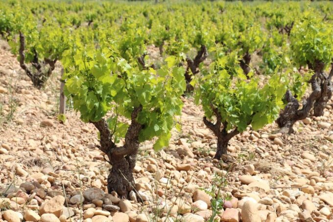 From Aix-en-Provence: Châteauneuf-du-Pape Wineries Day Trip - Tour Highlights and Inclusions