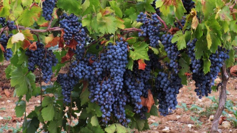 From Aix-en-Provence: Half-day Wine Tour Cezanne Countryside - Inclusions and Exclusions