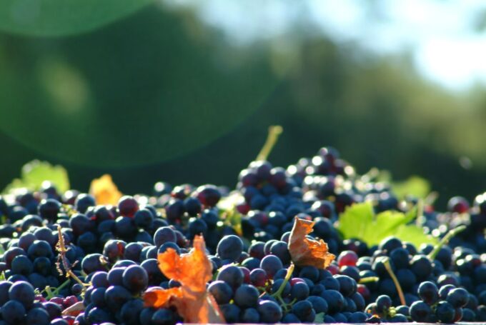 From Aix En Provence: Half-Day Wine Tour in Provence - Discover the Organic Wineries of Provence