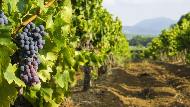 From Aix-en-Provence: Half-Day Wine Tour - Highlights of the Tour