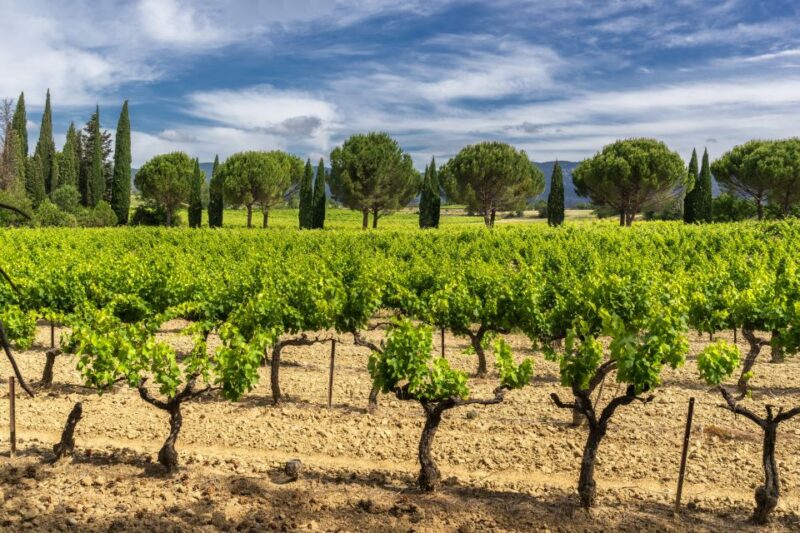 From Aix-en-Provence: Half-Day Wine Tour - Winery Visits and Tastings