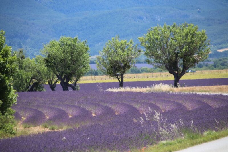 From Aix-En-Provence: Lavender Experience & Gorges Du Verdon - Highlights of the Experience
